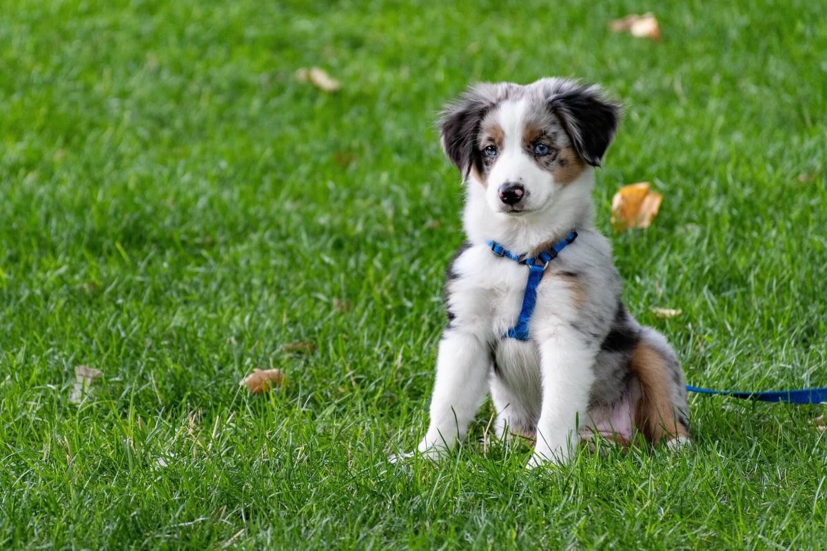 What about our Pets? Pets and your lawn. from ProLawnPlus, Baltimore's