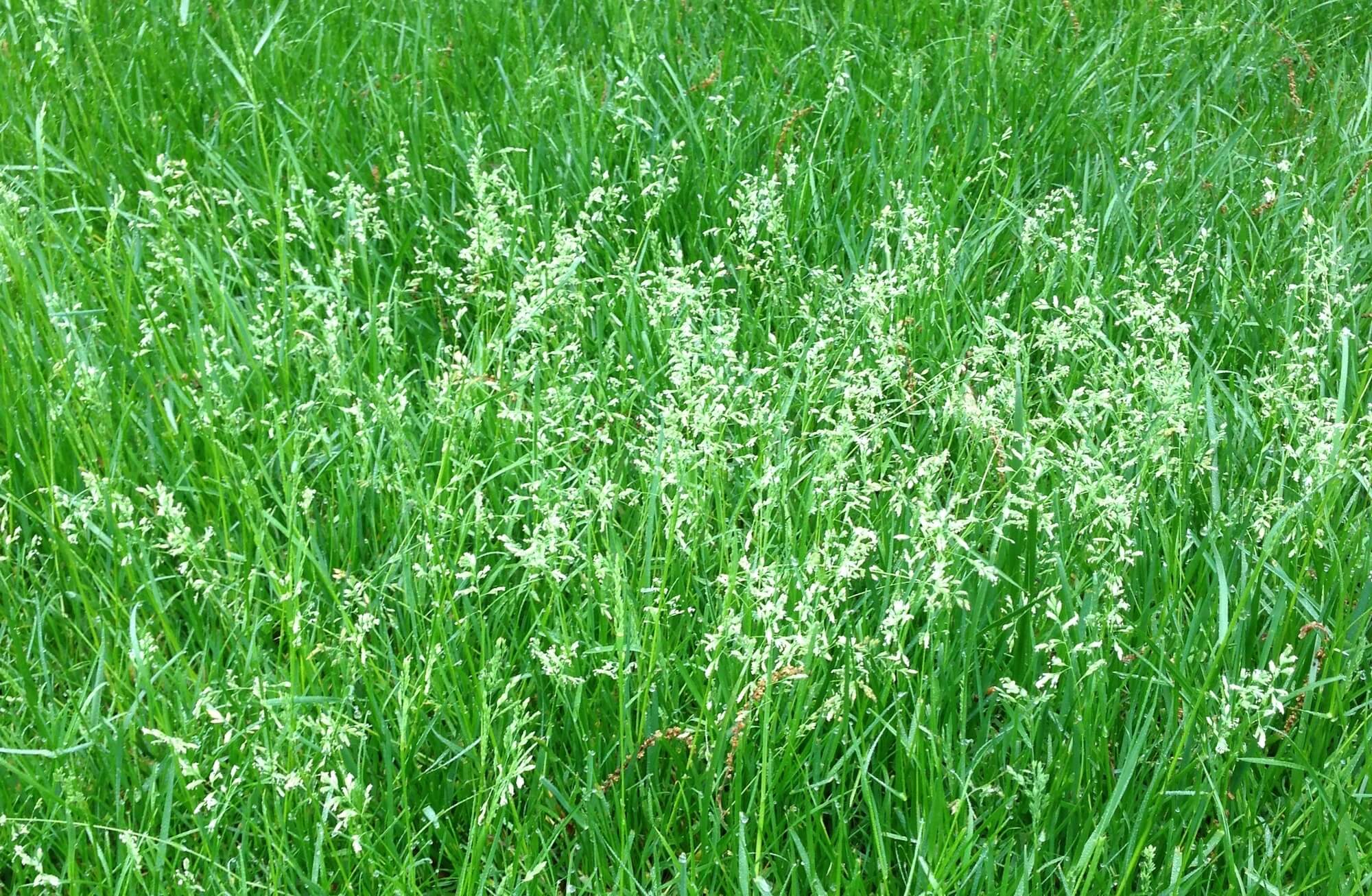 Seedheads In Lawns From ProLawnPlus Baltimore s Best Lawn Care Service