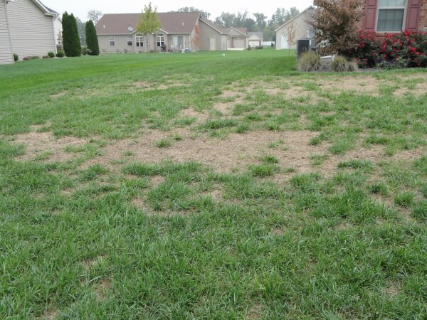 Put A Stop To Grass Destroying Grubs From ProLawnPlus Baltimore s Best