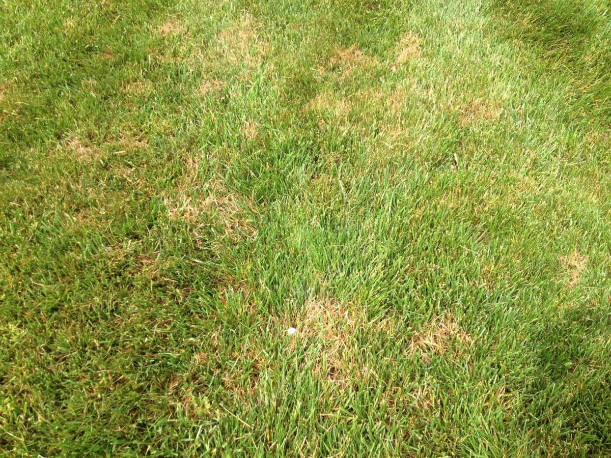 Maryland Lawn Diseases from ProLawnPlus, Baltimore's Best Lawn Care Service