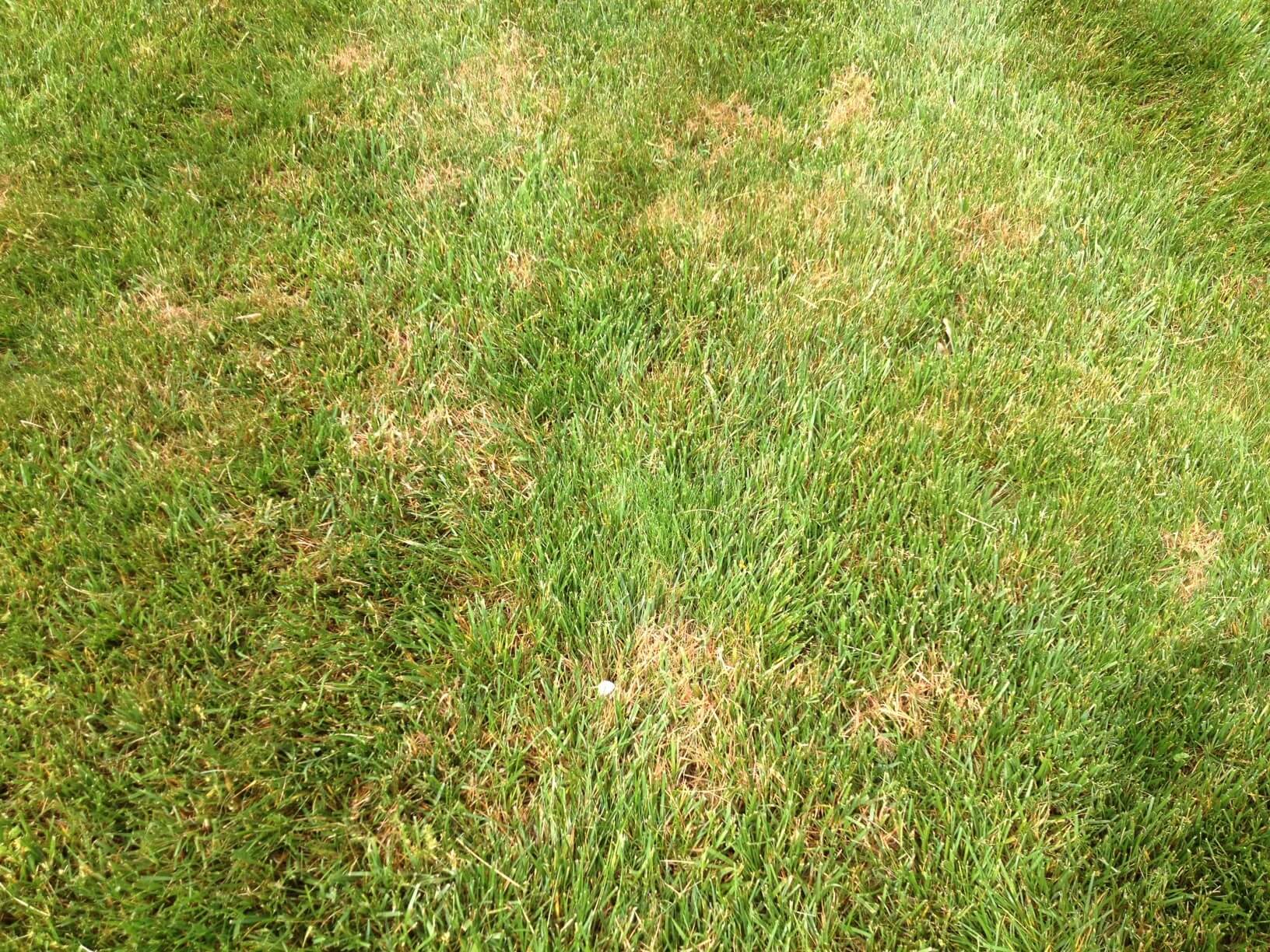 Lawn Diseases and Fungus | ProLawnPlus
