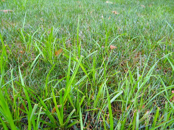 Summer Weeds from ProLawnPlus, Baltimore's Best Lawn Care Service